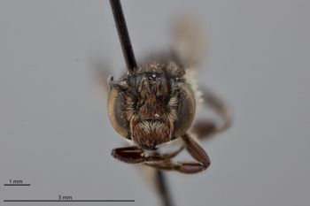 Media type: image;   Entomology 790904 Aspect: head frontal view